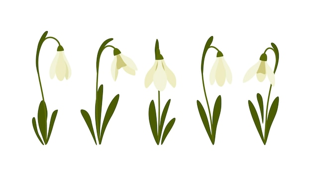 Ilustración de vector de campanillas de invierno
