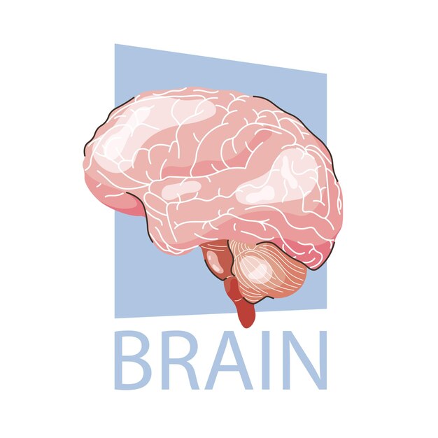 Ilustración de vector de cerebro humano aislado en un cartel de anatomía de órgano interno de fondo blanco