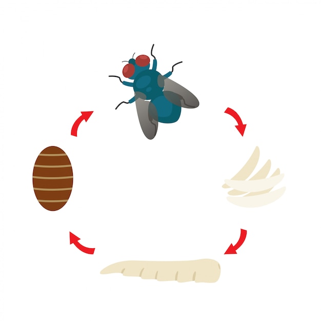 Ilustración vector ciclo de vida mosca doméstica