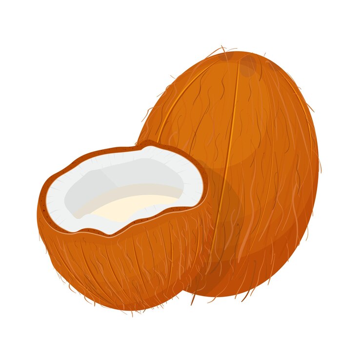 Vector ilustración de vector de coco aislado sobre fondo blanco