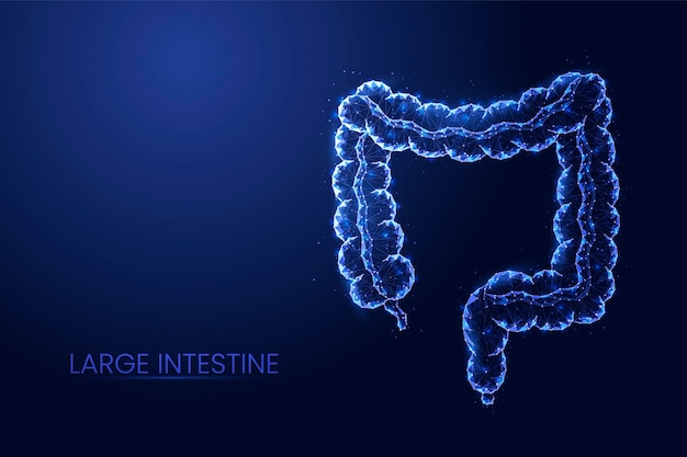 Vector ilustración de vector de concepto de poli baja de intestino grueso humano