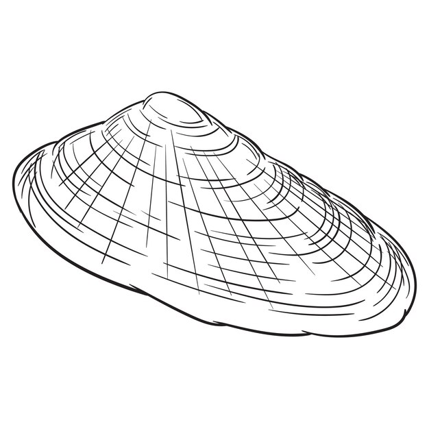 Ilustración de vector de contorno blanco y negro de shell aislado sobre fondo blanco para colorear página