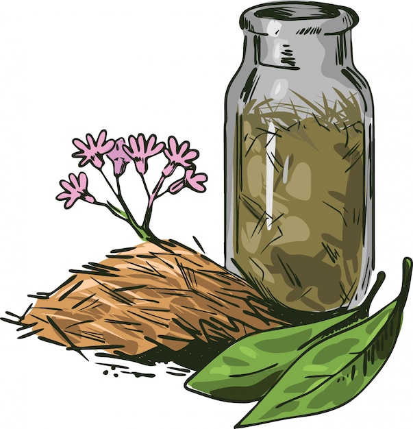 Vector ilustración de vector de corteza de cinchona. flores florecientes y hojas verdes