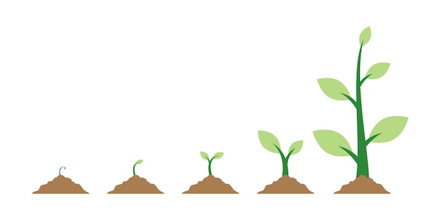 Vector ilustración de vector de crecimiento de plantas de semillas de plantas sobre fondo blanco