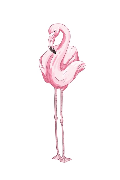 Ilustración de vector dibujado a mano de flamenco rosado. Hermoso pájaro exótico con patas altas y cuello largo aislado sobre fondo blanco. Animal elegante con plumaje rosado brillante. Fauna tropical, vida silvestre.