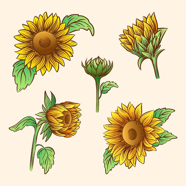 Ilustración de vector dibujado a mano de girasoles en estilo boceto