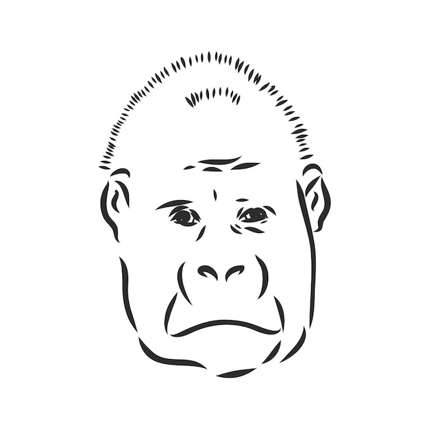 Vector ilustración de vector dibujado a mano con un gorila aislado en un gorila de fondo blanco