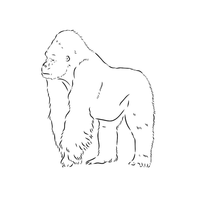 Ilustración de vector dibujado a mano con un gorila aislado en un gorila de fondo blanco