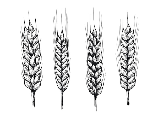 Ilustración de vector dibujado a mano de orejas de pan de trigo