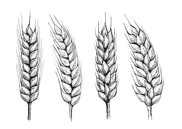 Ilustración de vector dibujado a mano de orejas de pan de trigo