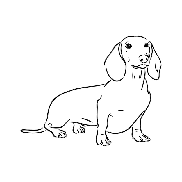 Ilustración de vector dibujado a mano de perro salchicha