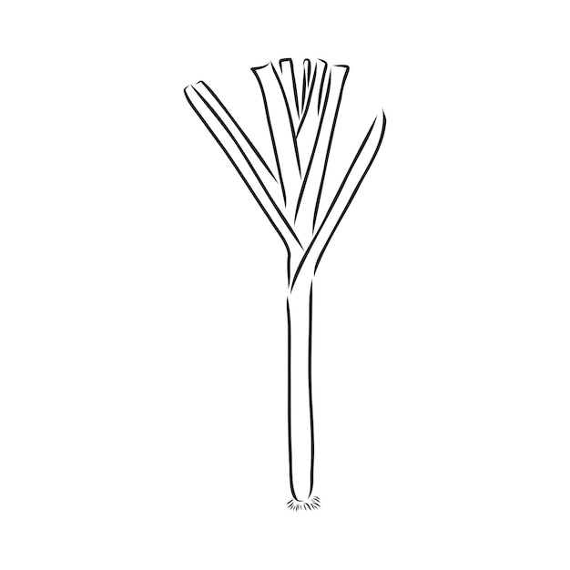 Ilustración de vector dibujado a mano de puerro. Objeto de estilo grabado vegetal aislado con trozos en rodajas. Dibujo detallado de comida vegetariana. Producto del mercado agrícola. Ideal para menú, etiqueta, icono