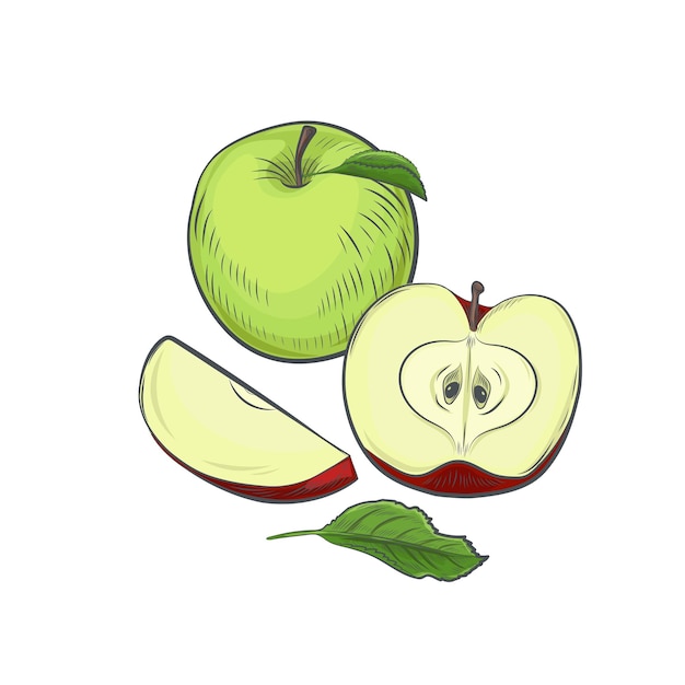 Ilustración de vector de dibujo de fruta de manzana