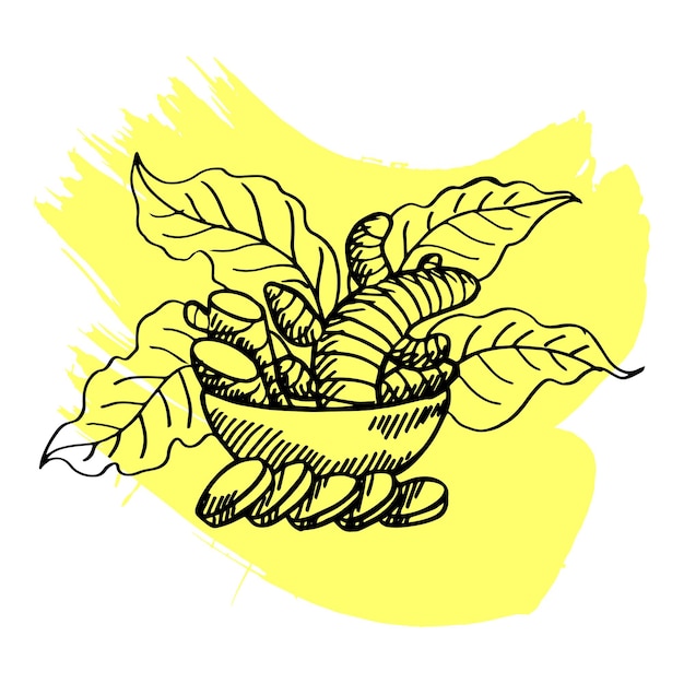 Ilustración de vector de dibujo a mano de cúrcuma