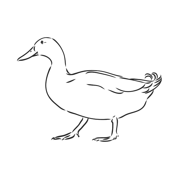 Ilustración de vector de dibujo de pato aislado sobre fondo blanco pato de vista superior de animales