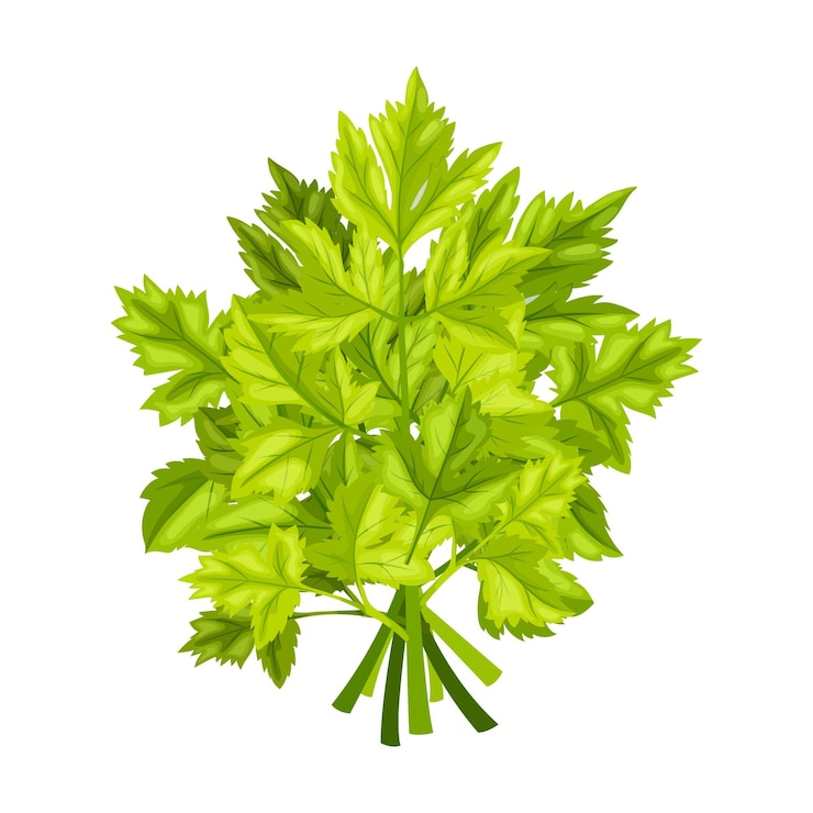 Vector ilustración de vector de dibujos animados de comida de hierba de perejil
