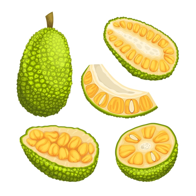 Vector ilustración de vector de dibujos animados conjunto de alimentos orgánicos jackfruit