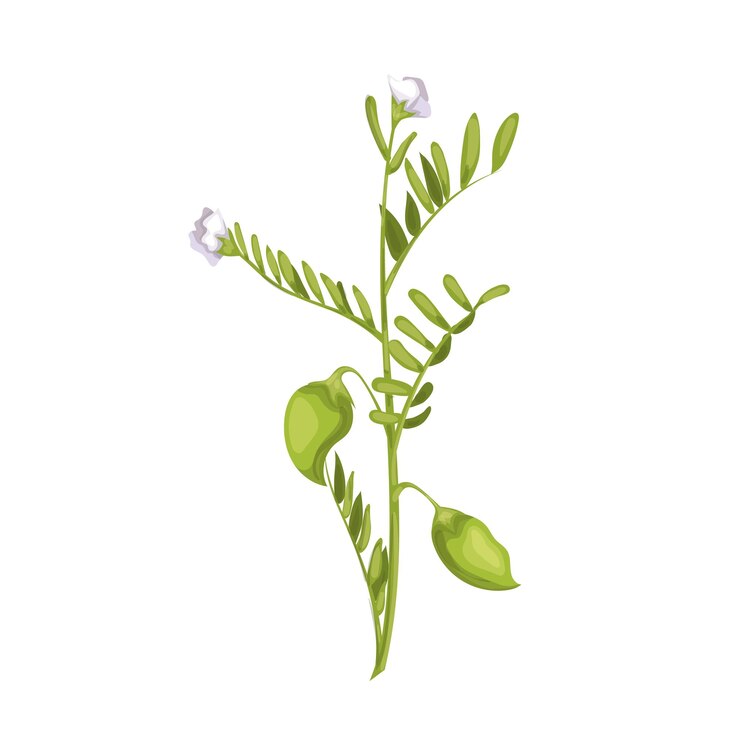 Vector ilustración de vector de dibujos animados de planta de lentejas