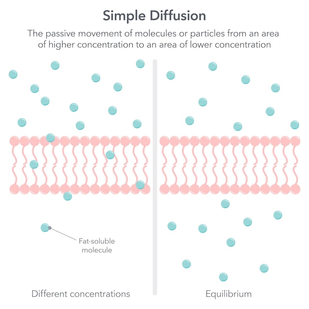 Ilustración de vector de difusión de biología simple infográfico