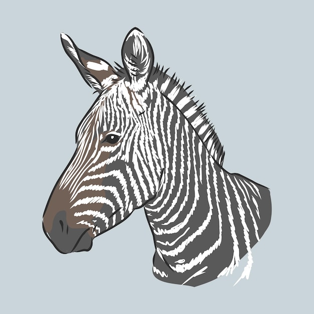 Ilustración vector doodle dibujado a mano de boceto de pie de cebra aislado en blanco zebra