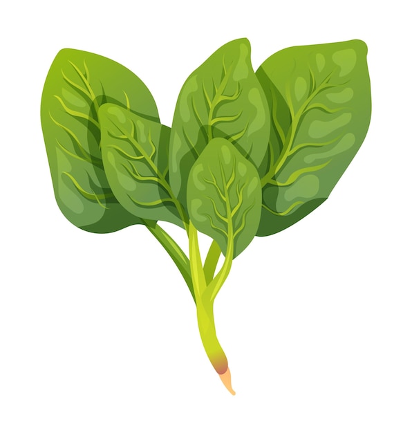 Ilustración de vector de espinacas vegetal aislado sobre fondo blanco