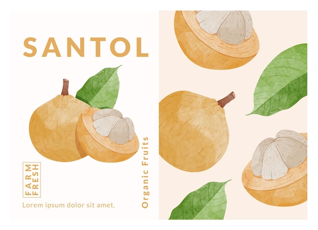 Ilustración de vector de estilo acuarela de plantillas de diseño de embalaje de fruta santol