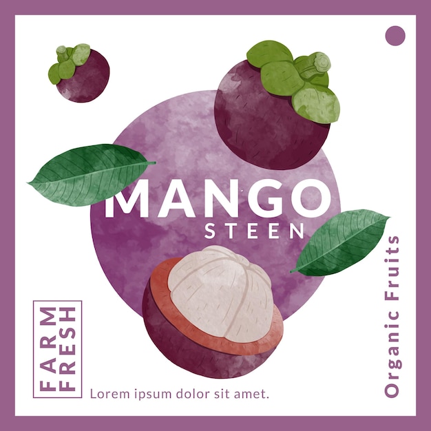 Ilustración de vector de estilo acuarela de plantillas de diseño de embalaje de mangostán