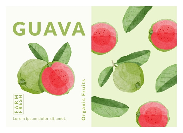 Ilustración de vector de estilo acuarela de plantillas de diseño de empaque de fruta de guayaba