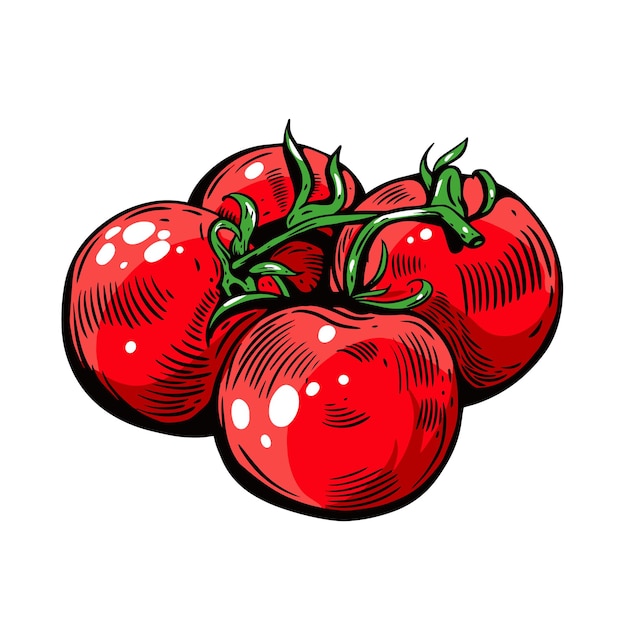 Ilustración de vector de estilo de grabado de boceto colorido dibujado a mano de tomate aislado sobre fondo blanco