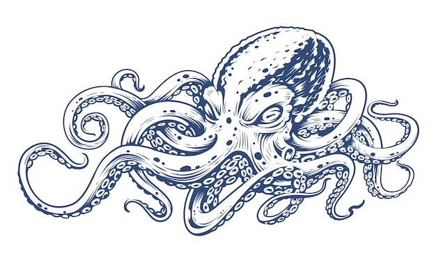 Ilustración de vector de estilo de grabado vintage pulpo de pulpo.