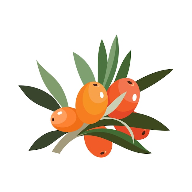 Ilustración de vector de estilo plano de bayas de espino cerval de mar naranja