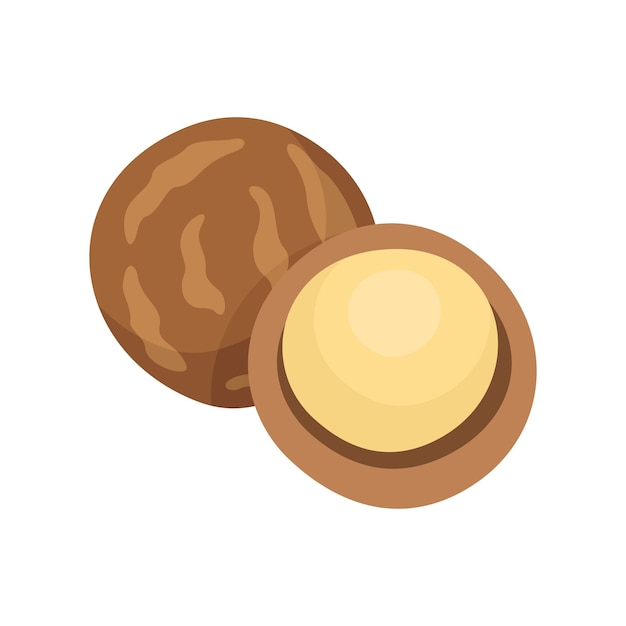 Ilustración de vector de estilo plano de macadamia nueces de macadamia sobre fondo blanco