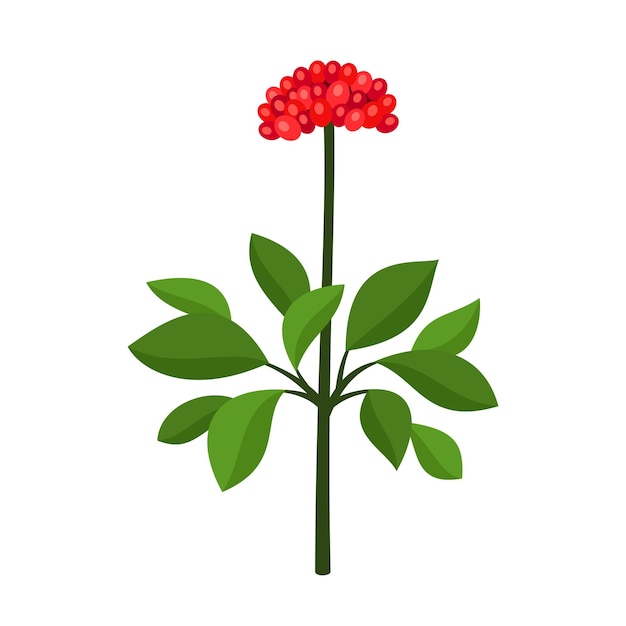 Ilustración de vector de estilo plano de planta de ginseng rojo