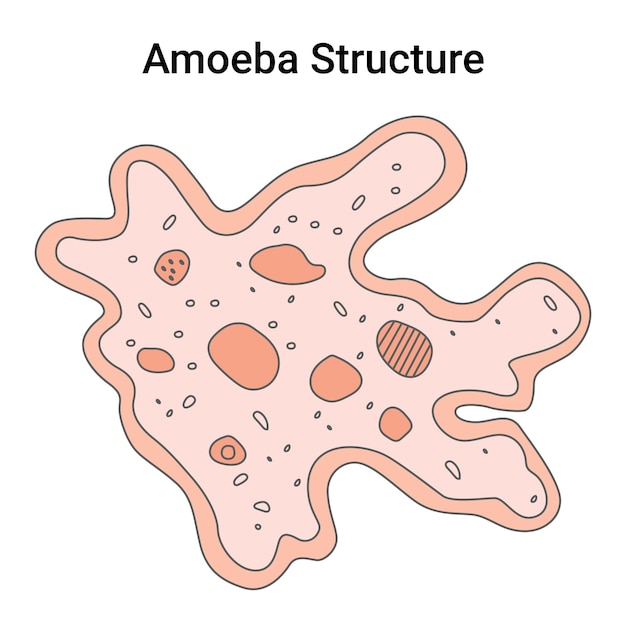 Ilustración de vector de estructura de ameba