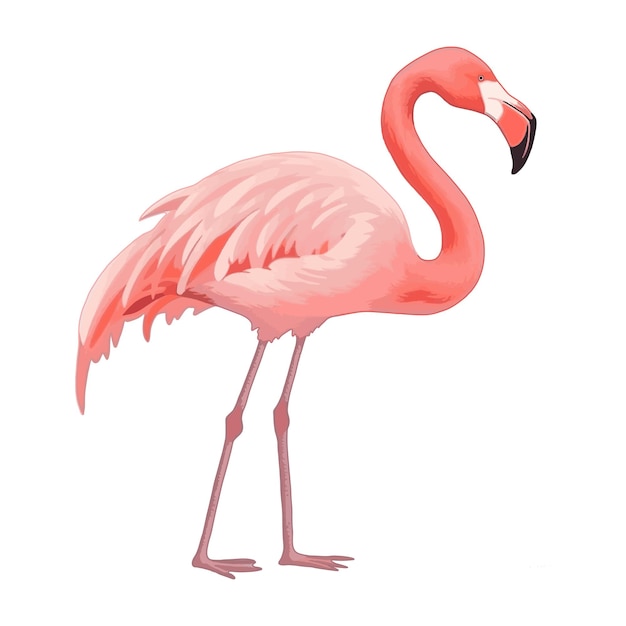 Ilustración de vector de flamenco rosa aislado sobre fondo blanco en estilo de dibujos animados