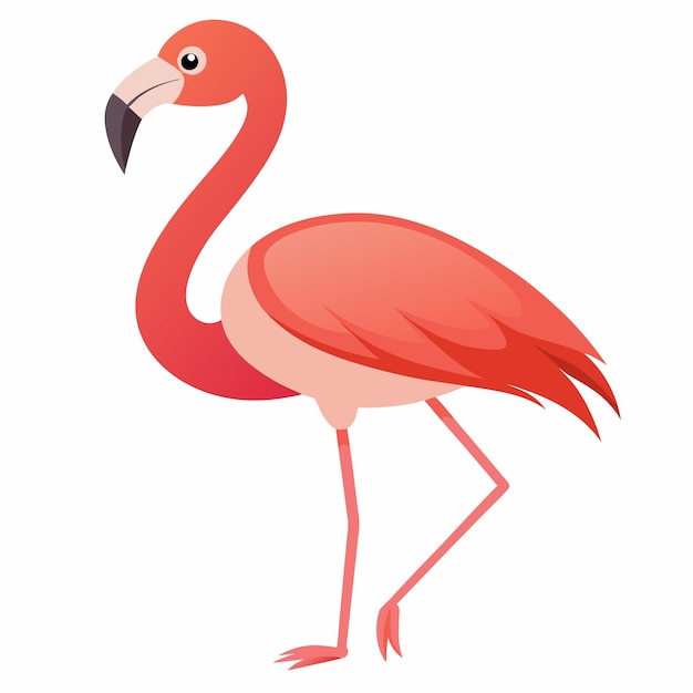 Ilustración de vector flamenco rosado aislado sobre fondo blanco