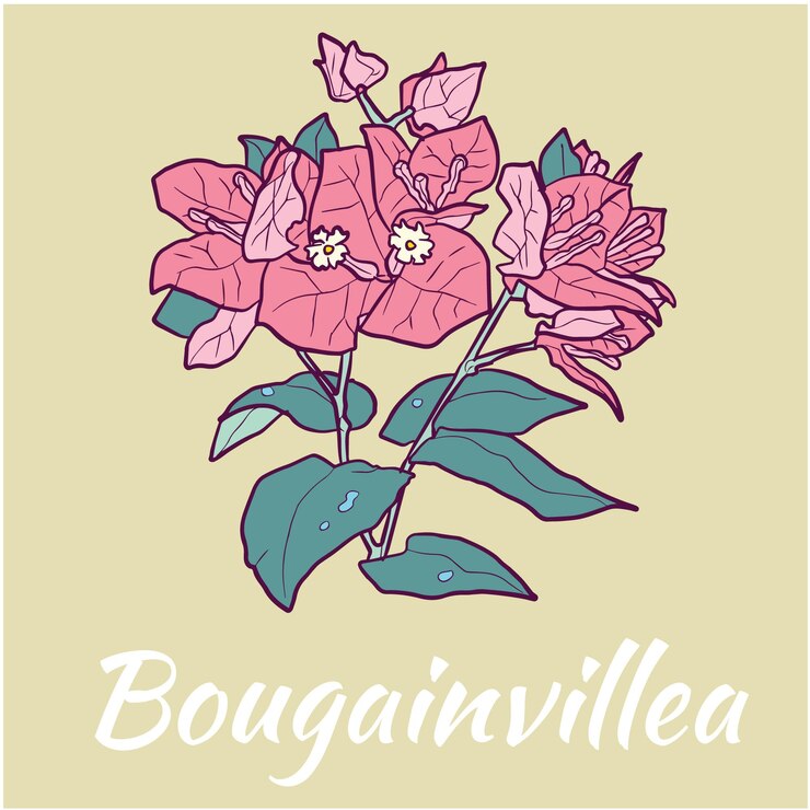 Ilustración Vector Flor Buganvilla Coloreada