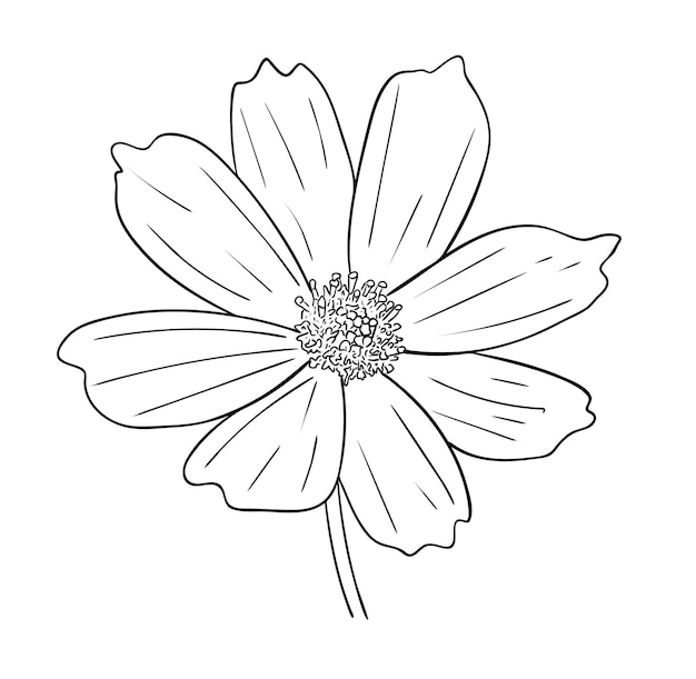 Ilustración de vector, flor de cosmos aislada en colores blanco y negro, esquema de dibujo original pintado a mano