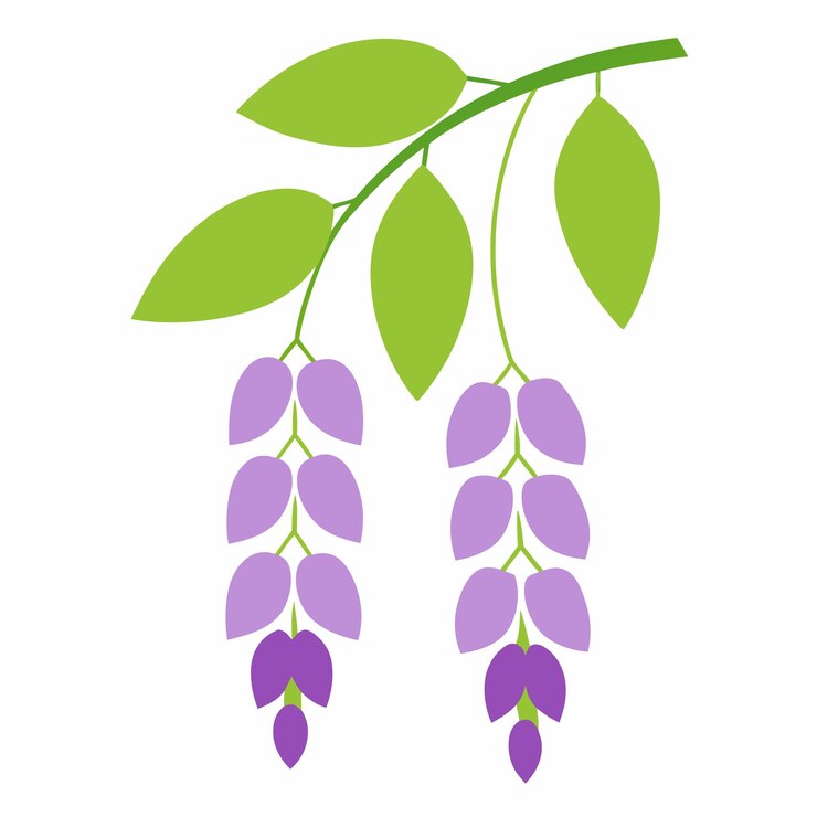 Vector ilustración del vector de la flor de la glicina