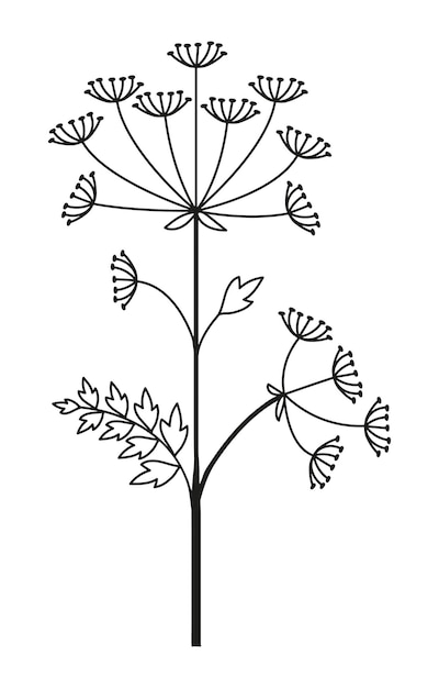 Ilustración de vector de flor de hogweed