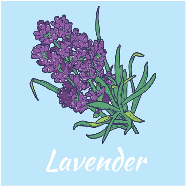 Ilustración Vector Flor Lavanda Coloreada