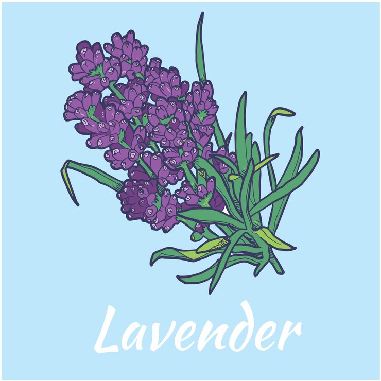 Ilustración Vector Flor Lavanda Coloreada