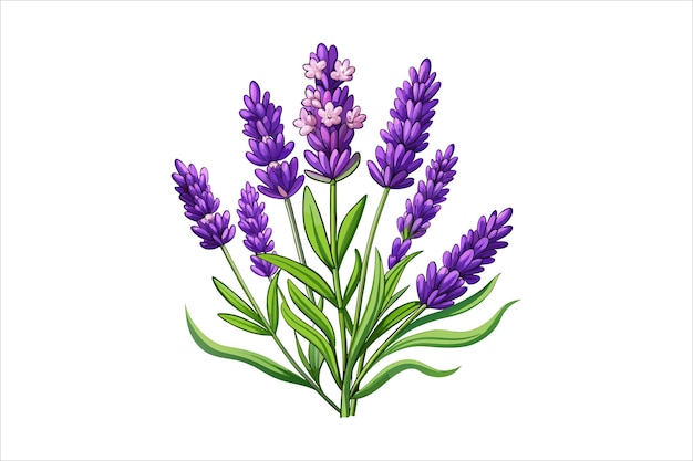 Ilustración de vector de flor de lavanda