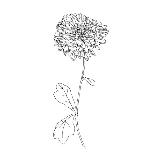 Ilustración de vector de flor de línea de tinta