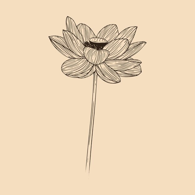 Ilustración de vector de flor de loto con arte de línea