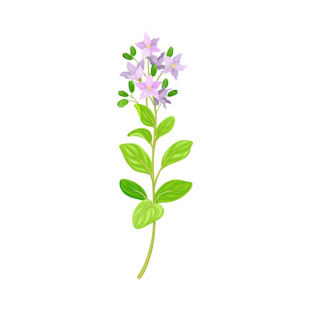 Ilustración del vector de la flor o la flor violeta en el tallo o el tallo frondoso