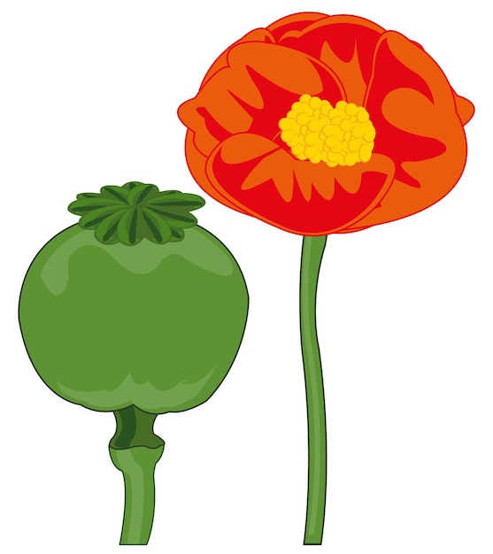 Vector ilustración de vector de la flor roja de la amapola y fruta madura