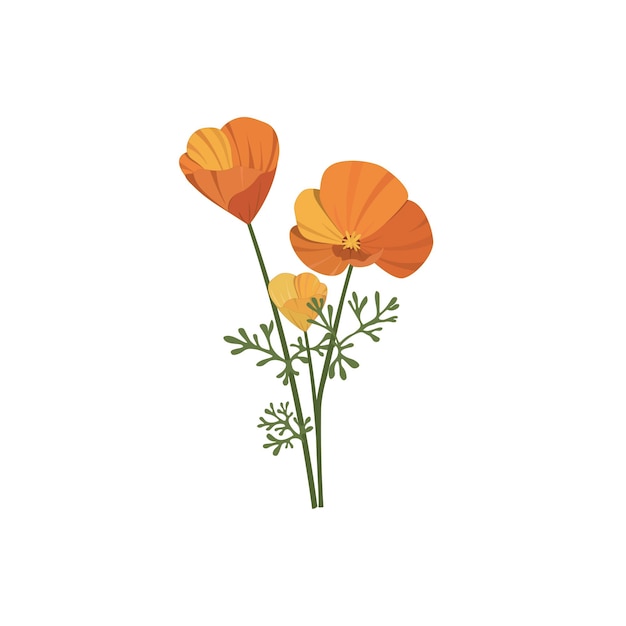 Ilustración de vector de flores de amapola californiana