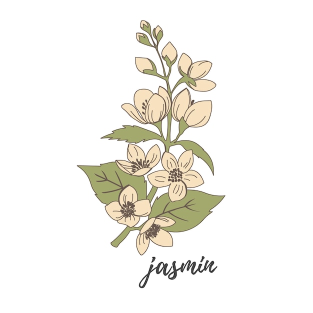 Vector ilustración de vector de flores de jazmín