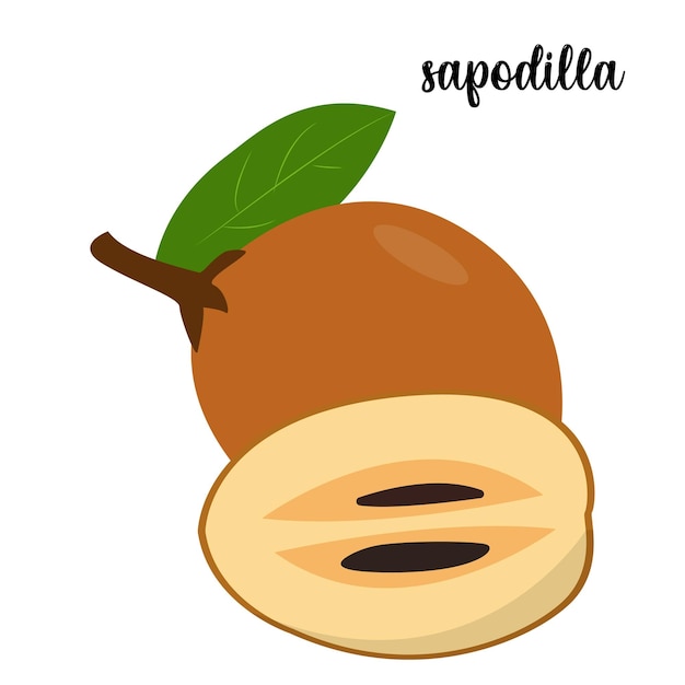 Ilustración de vector de fruta de chicozapote